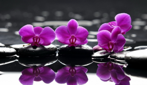 Эфирное масло Орхидеи. Ароматерапия и уход за кожей