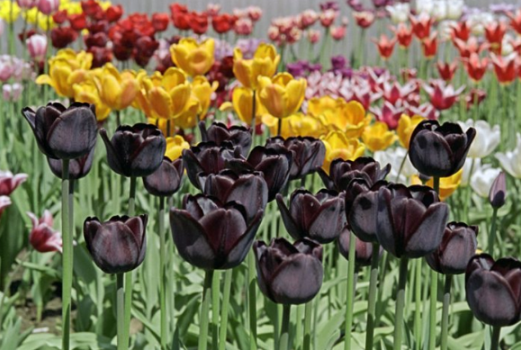 Выбор свежих черных тюльпанов